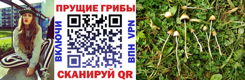 Псилоцибиновые грибы Psilocybine cubensis Подольск